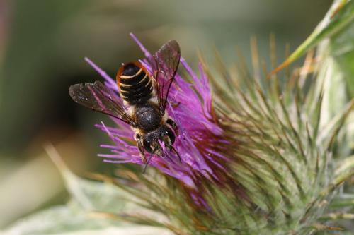 Megachile pilicrus